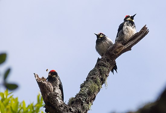Acorn woodpeckers, Angel Island