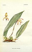 Maxillaria ringens