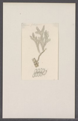 Adeona foliifera