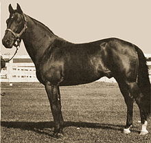 Ĝis (Standardbred).jpg