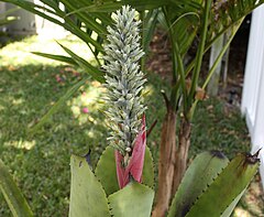 Description de l'image Aechmea kuntzeana 20090101.jpg.