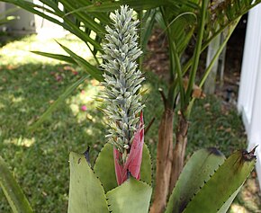 Описание изображения Aechmea kuntzeana 20090101.jpg.