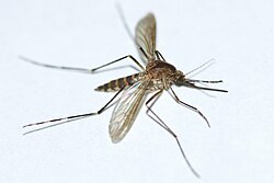 Aedes excrucians.jpg