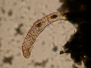 <span class="mw-page-title-main">Aeolosomatidae</span> Family of annelid worms