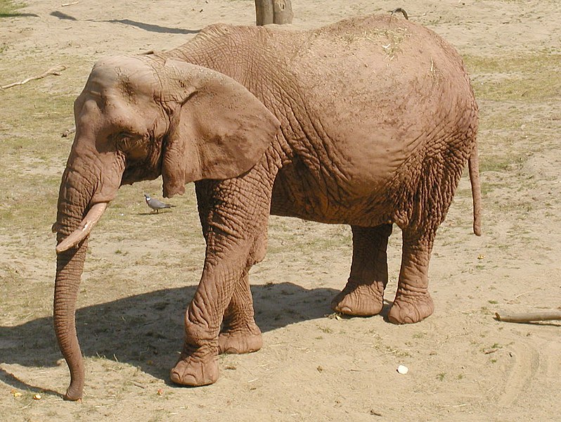 File:African.elephant.paignton.zoo.arp.jpg