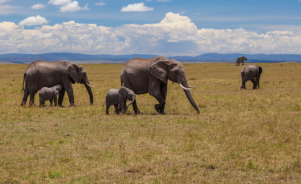 Elefanter i Masai Mara, Kenya. 