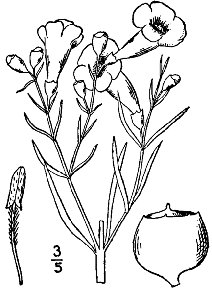 File:Agalinis linifolia drawing.png