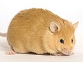 Yellow House Mouse