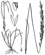 Agrostis stolonifera BB-1913.png