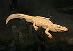 Albino alligator