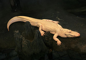 Un alligator blanc qui se repose sur une berge.