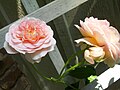 Grupo de rosas 'Abraham Darby'