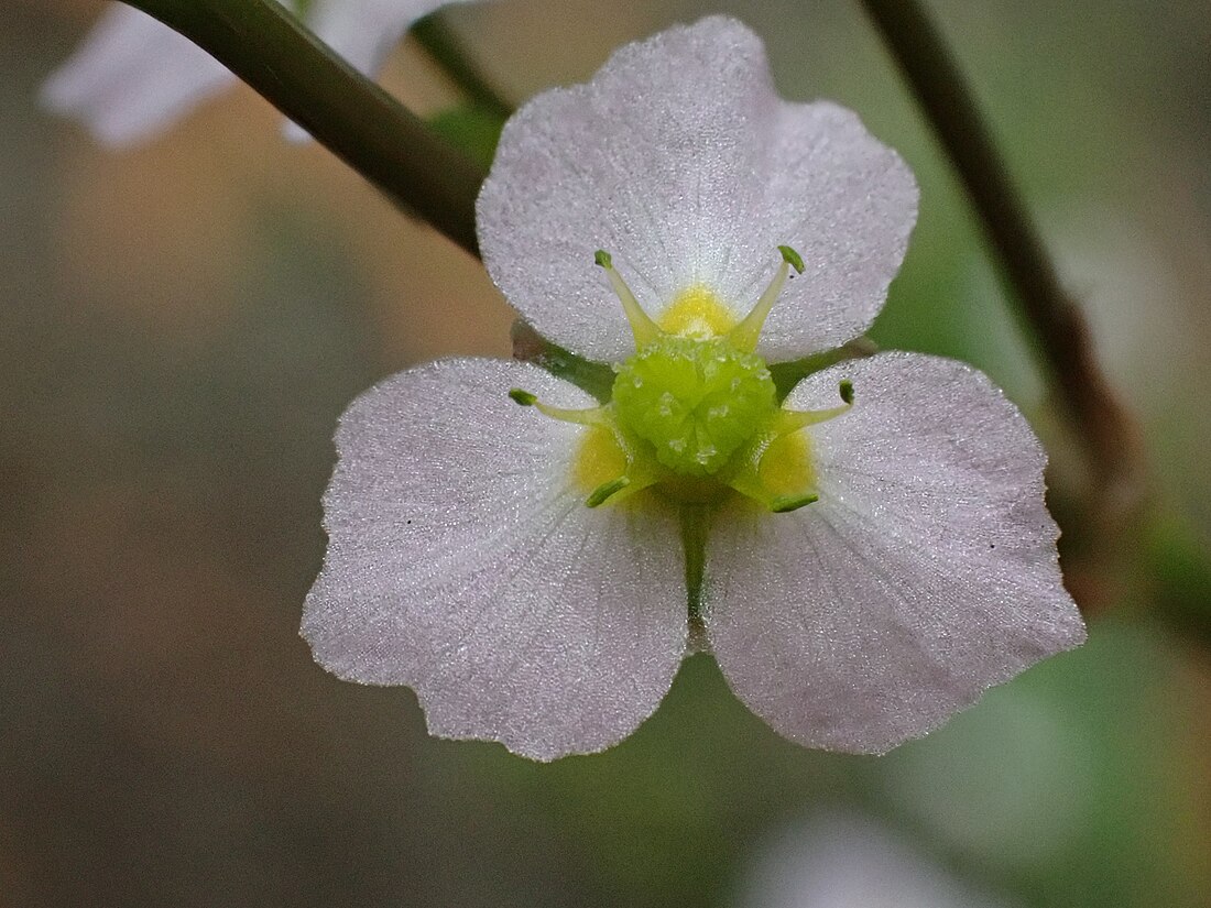 Alisma lanceolatum