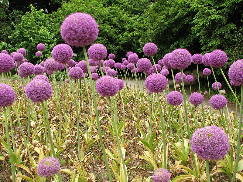 File:Allium Giganteum (4).jpg