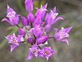 Allium acuminatum (4045135207).jpg