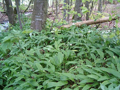 Allium ursinum BavariaMay2005b.jpg