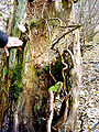 Internal roots in dead wood