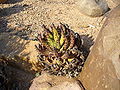 Aloe melanacantha