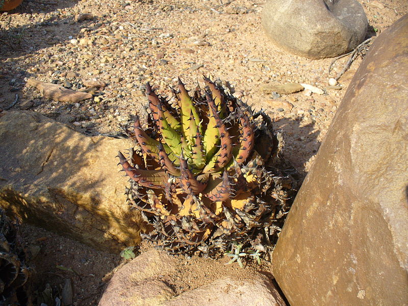 File:Aloe melanacantha.JPG