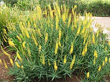 Aloe tenuior var tenuior - South Africa 10.JPG