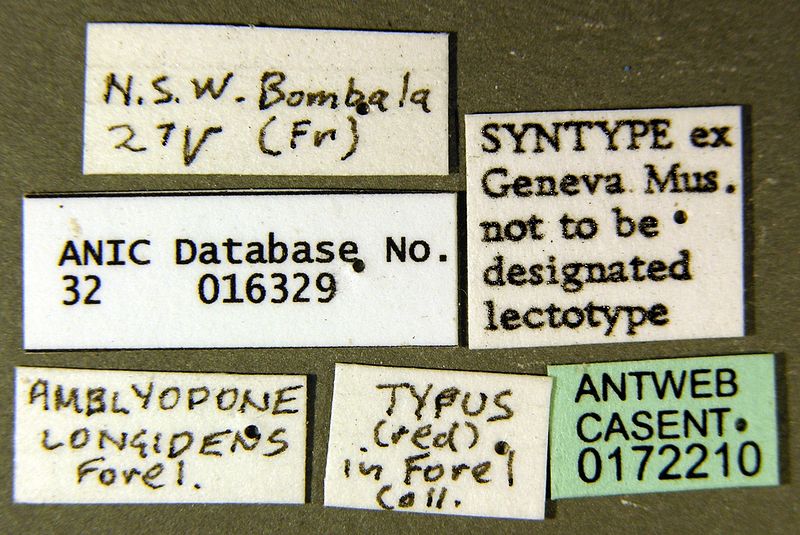 File:Amblyopone longidens casent0172210 label 1.jpg