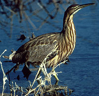 Habehüüp (Botaurus lentiginosus)