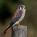 aves De Argentina