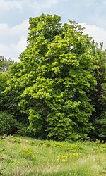 Thumbnail for File:Amerikaanse linde (Tilia americana). Locatie Hortus Haren.jpg