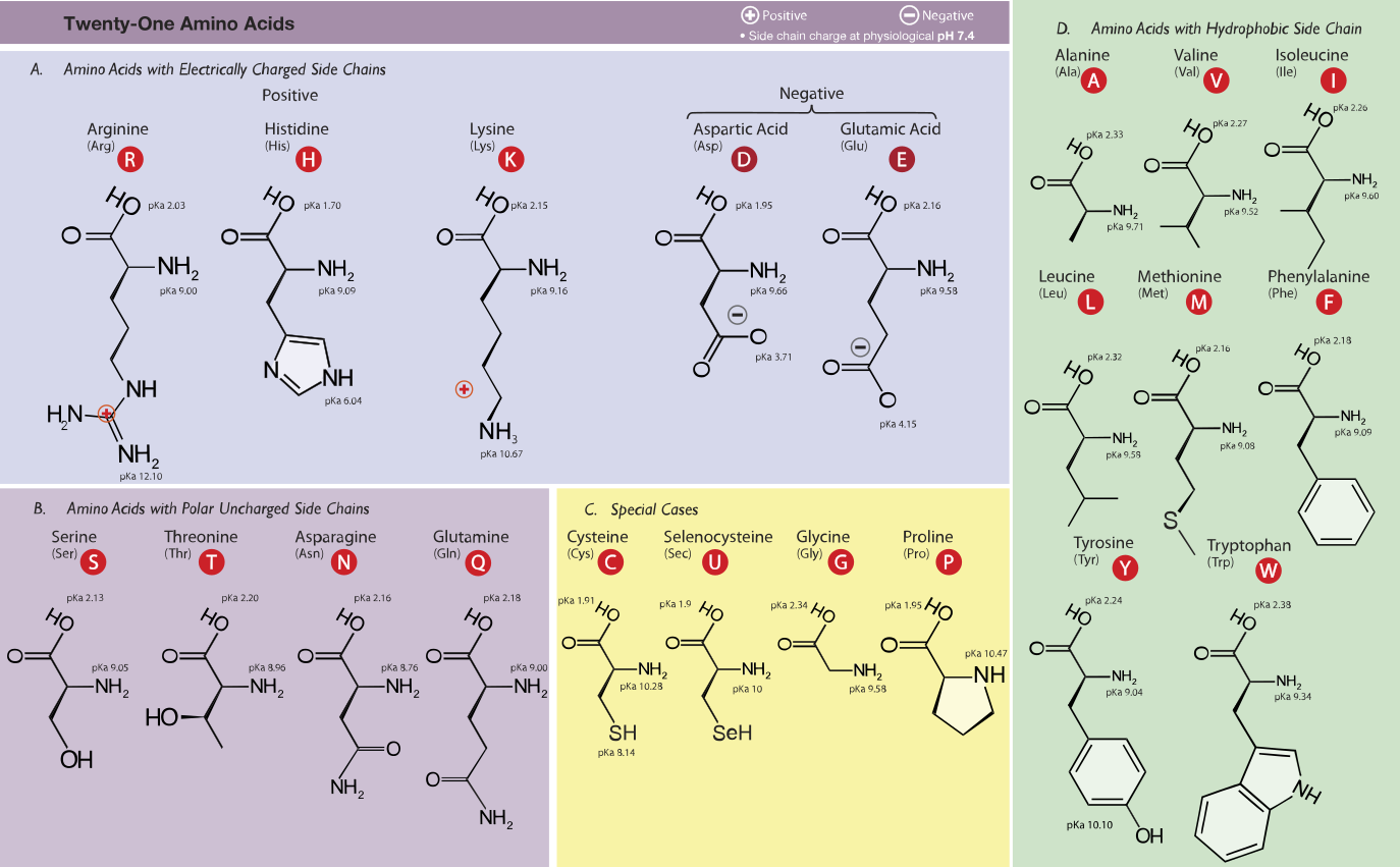 Аланин цистеин лизин. PKA аминокислот. Аминокислота глицин PH. PH аминокислот. Изоэлектрические точки аминокислот таблица.