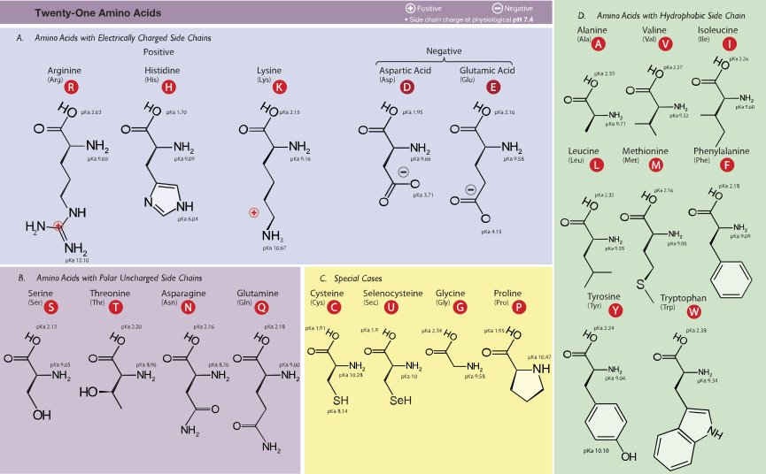 Amino Acids-wide