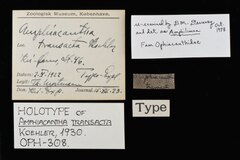 File:Amphiacantha transacta - OPH-000308 label.tif (Category:Echinodermata in the Natural History Museum of Denmark)