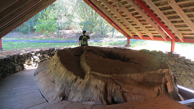 File:Ancient kauri stump (8690938551).jpg