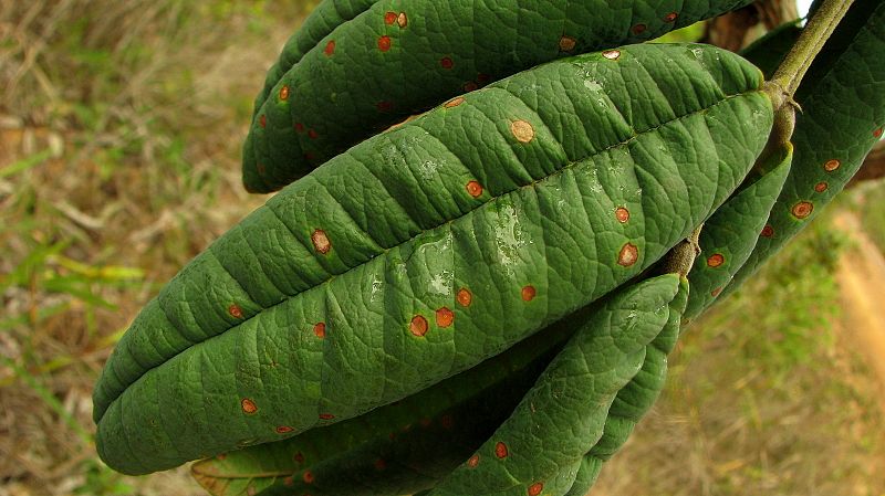 File:Andira legalis (Vellozo) Toledo - Flickr - Alex Popovkin, Bahia, Brazil (7).jpg