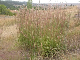 <i>Andropogon gerardi</i> Species of grass