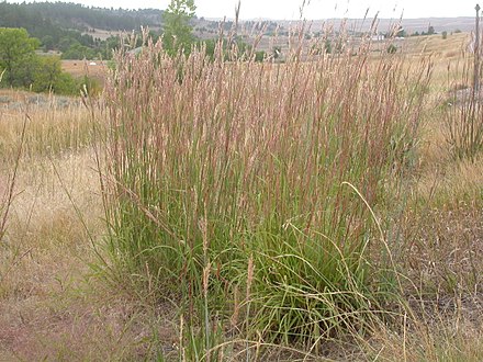 Растения в степях северной америки. Andropogon gerardii. Бородач Жерарди. Бородач (Андропогон). Кострец Бородач трава.