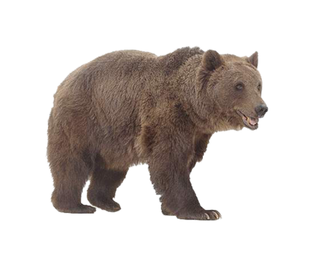 Fail:Animals png set by mossi889-d4uye4q - Bear.png