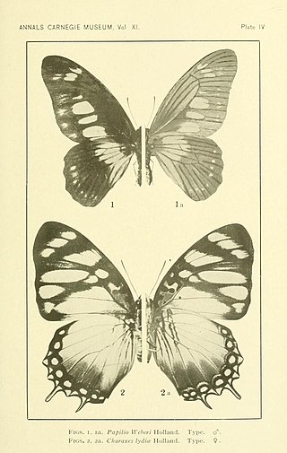 <i>Charaxes lydiae</i> Species of butterfly