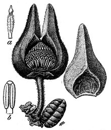 Annona cascarilloides.tif