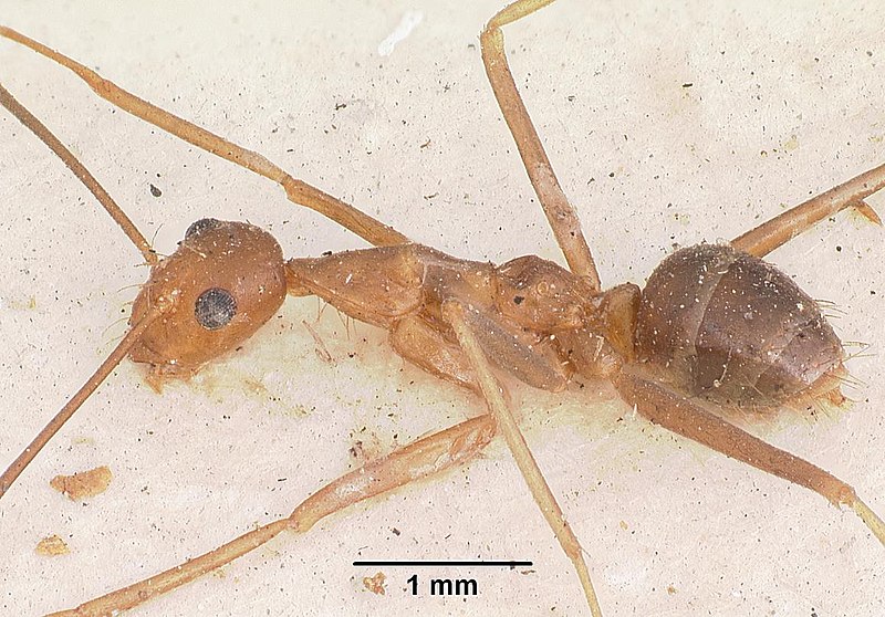 File:Anoplolepis gracilipes casent0102951 profile 1.jpg