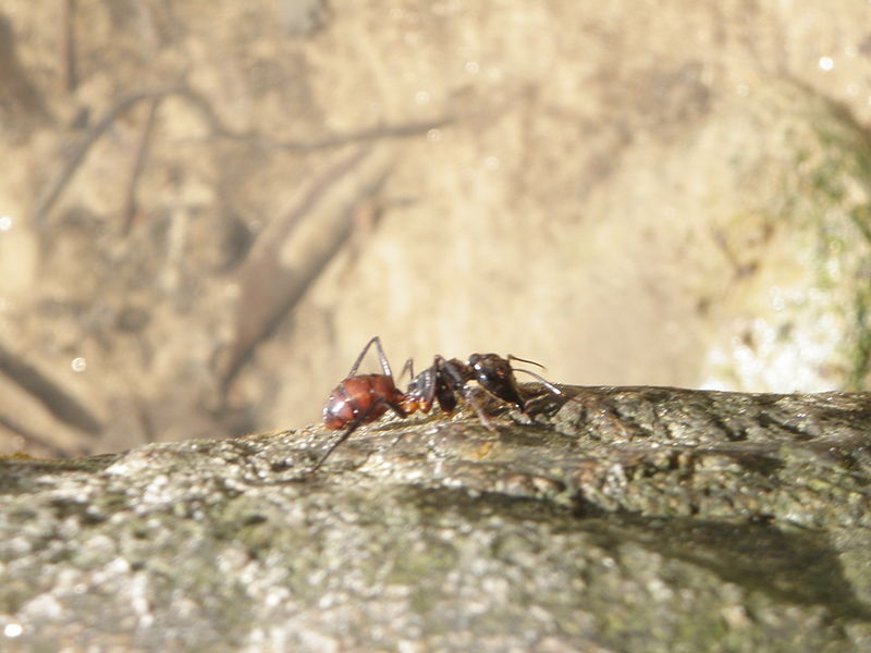 File:Ant 2.jpg