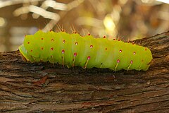 Гусеница. Antheraea Polyphemus гусеница. Сатурния Полифема гусеница. Гусеница бабочки Сатурнии Полифемы. Личинка бабочки Сатурнии Полифемы.