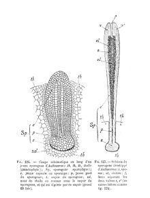 Corte esquemático de un esporangio joven y otro desarrollado de Anthoceros