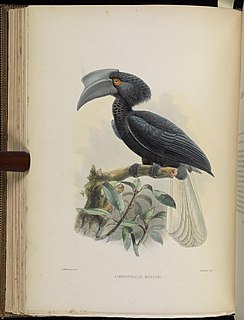 Sulu hornbill Species of bird