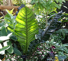 Anthurium superbum - Bloedel Floral Konservatuarı, Queen Elizabeth Park - Vancouver, Kanada - DSC07551.JPG