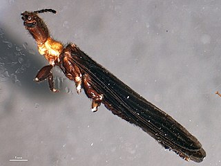 <span class="mw-page-title-main">Clothodidae</span> Family of insects
