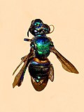 Thumbnail for Euglossa cordata