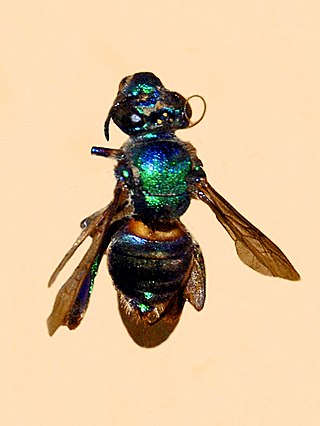 <i>Euglossa cordata</i> Species of bee