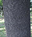 Araucaria cunninghamii bark.JPG