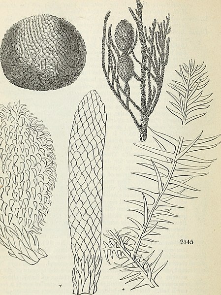 File:Arboretum et fruticetum britannicum, or - The trees and shrubs of Britain, native and foreign, hardy and half-hardy, pictorially and botanically delineated, and scientifically and popularly described (19725750836).jpg