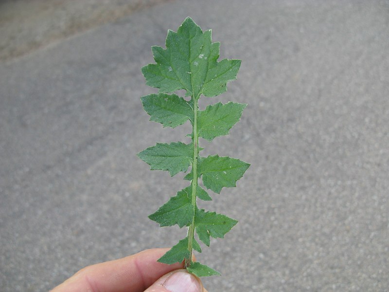 File:Arctotheca calendula leaf4 (11767616033).jpg